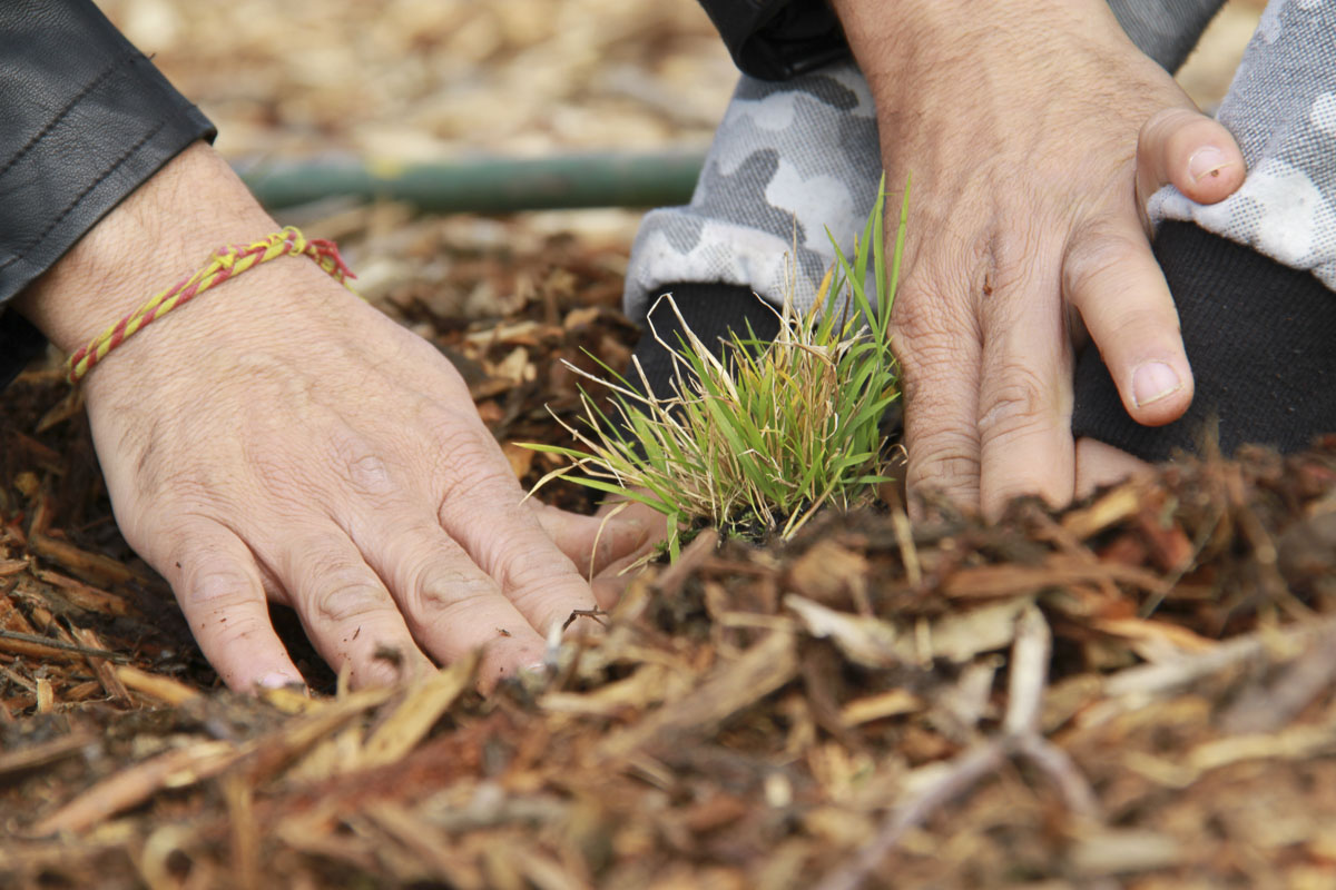 Tree Plantation Drive 2019, Melbourne